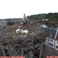 17_55-nest.jpg