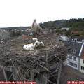 18_00-nest.jpg