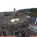 18_05-nest.jpg