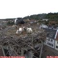 18_10-nest.jpg