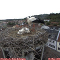 18_15-nest.jpg