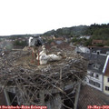 18_20-nest.jpg