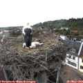 18_25-nest.jpg