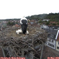 18_30-nest.jpg