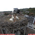 18_35-nest.jpg