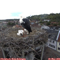 18_40-nest.jpg