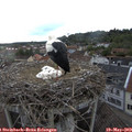 18_45-nest.jpg