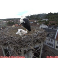18_50-nest.jpg
