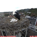 18_55-nest.jpg