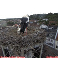 19_00-nest.jpg