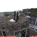 19_05-nest.jpg
