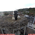 19_10-nest.jpg