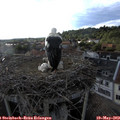 19_15-nest.jpg