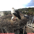 19_20-nest.jpg