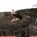 19_25-nest.jpg