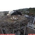 19_30-nest.jpg