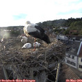19_35-nest.jpg