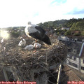 19_40-nest.jpg