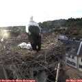 19_45-nest.jpg