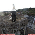 19_50-nest.jpg