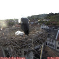 19_55-nest.jpg