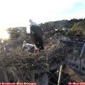 20_00-nest.jpg