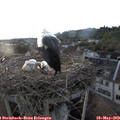20_10-nest.jpg