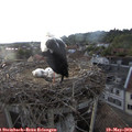 20_15-nest.jpg