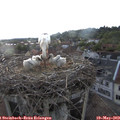 20_20-nest.jpg