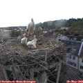 20_25-nest.jpg