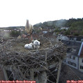 20_30-nest.jpg