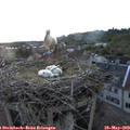 20_35-nest.jpg