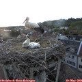 20_40-nest.jpg