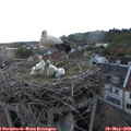 20_50-nest.jpg