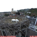 20_55-nest.jpg