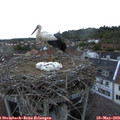 21_00-nest.jpg