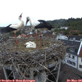 05_35-nest.jpg