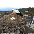 05_45-nest.jpg