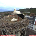 05_50-nest.jpg