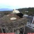 05_55-nest.jpg