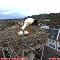 06_00-nest.jpg