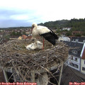 06_05-nest.jpg