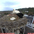06_10-nest.jpg