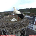06_15-nest.jpg