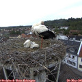 06_20-nest.jpg