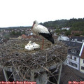 06_25-nest.jpg