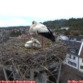 06_30-nest.jpg