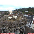 06_35-nest.jpg