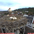 06_40-nest.jpg