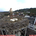 06_45-nest.jpg